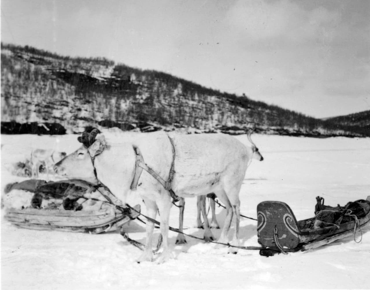 Festive reindeer collar