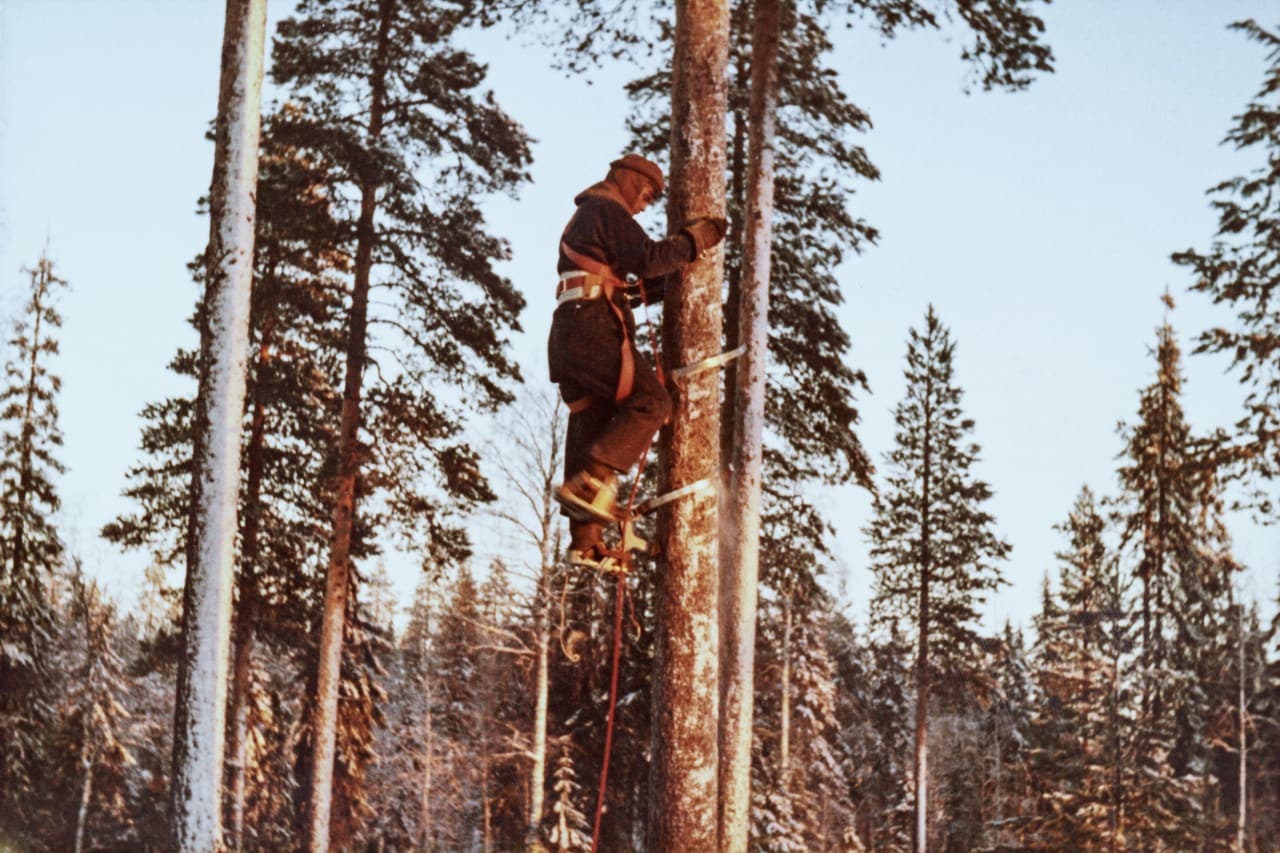 Pine nut collector’s protective headgear