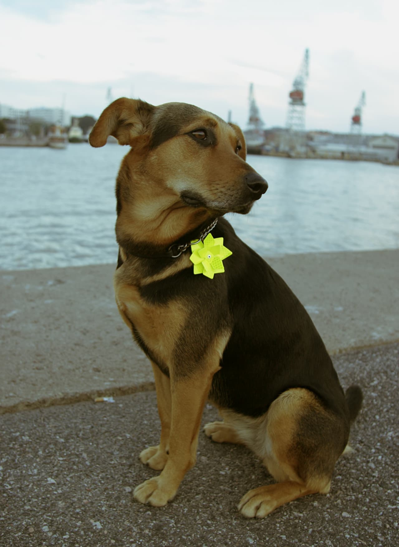 Saara Renvall’s Kukkakukka reflector